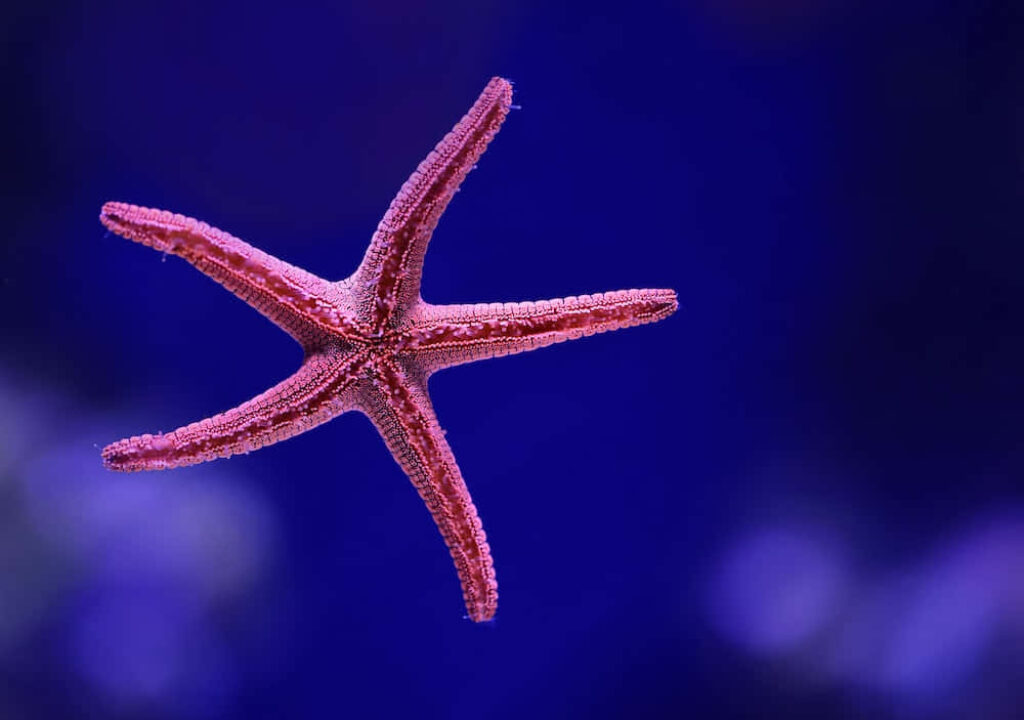Serene Pink Starfish Close-Up | Ocean Life Wallpaper Background