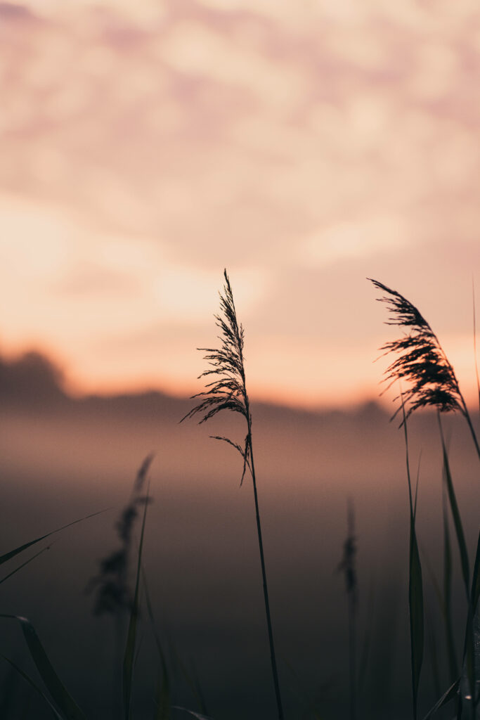 Pink Sunset Embraces Macro Focus on Silhouetted Grass Wallpaper