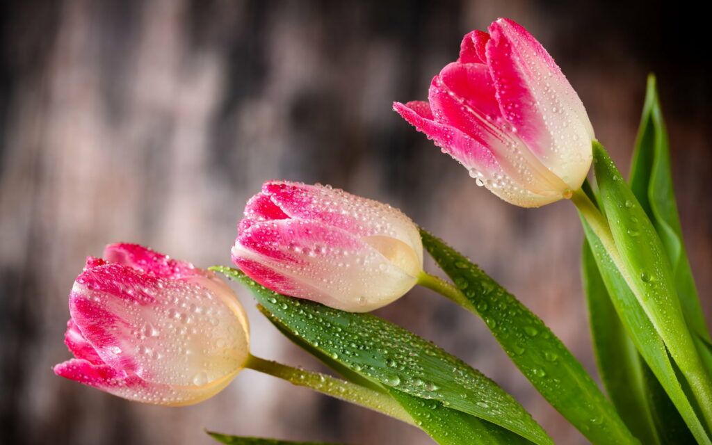 Blossoming Splendor: Captivating Pink Tulips in a Springtime Symphony Wallpaper