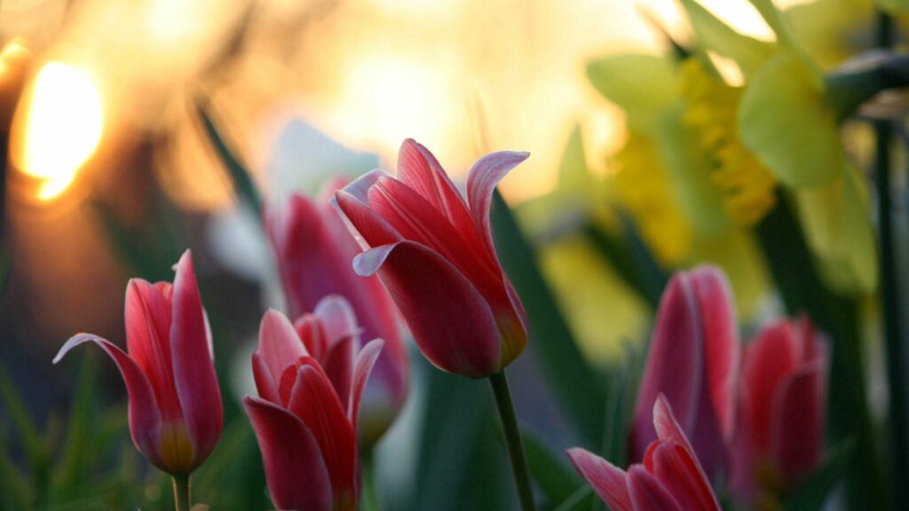 Vibrant Pink Tulips in Bloom with Soft Golden Light Background Wallpaper