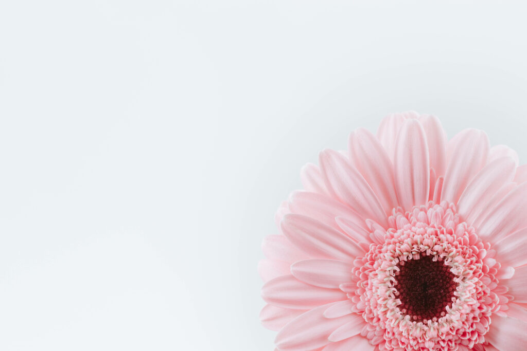 Floral Delight in Soft Pink and White - Radiant Sunflower Blossom on an Elegant Canvas Wallpaper
