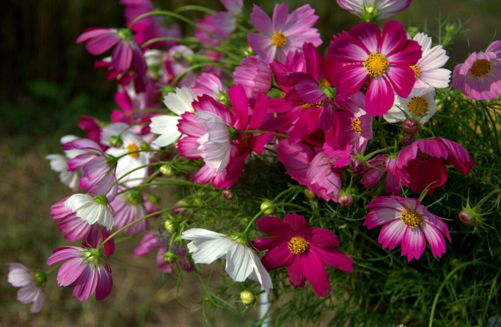 Close-up of vibrant magenta pink and white cosmos flowers with yellow centers in garden wallpaper