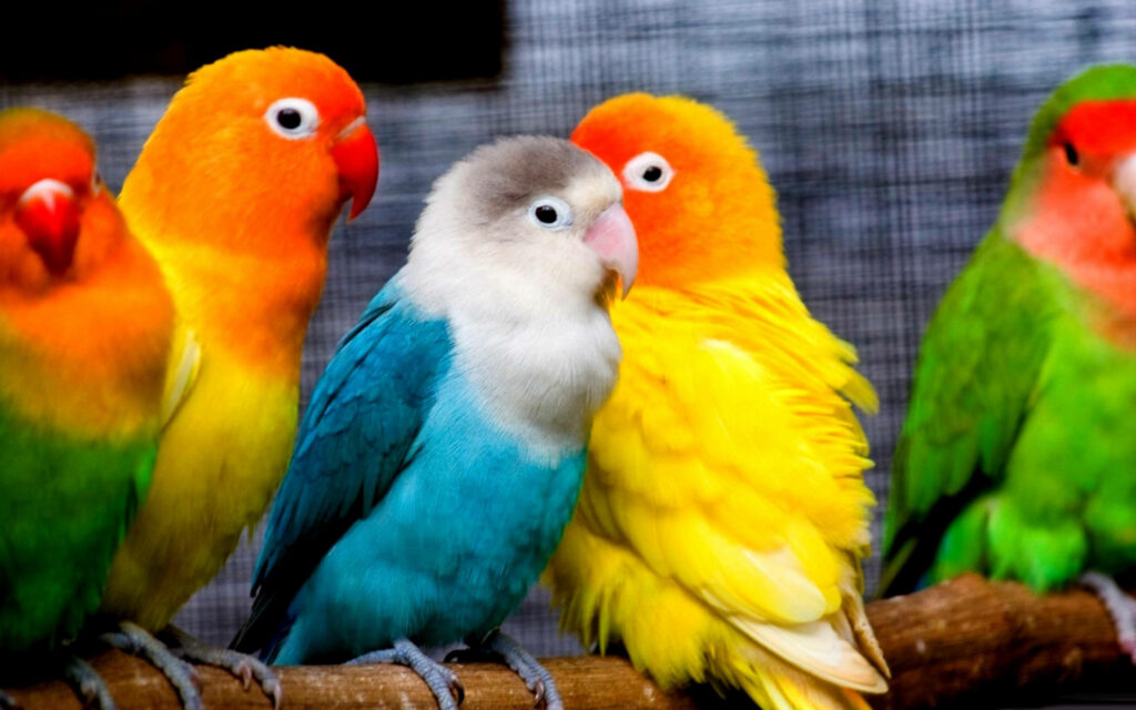 Celebrate Love in All Colors: Dazzling Wallpaper of Different-Colored Lovebird Parrots