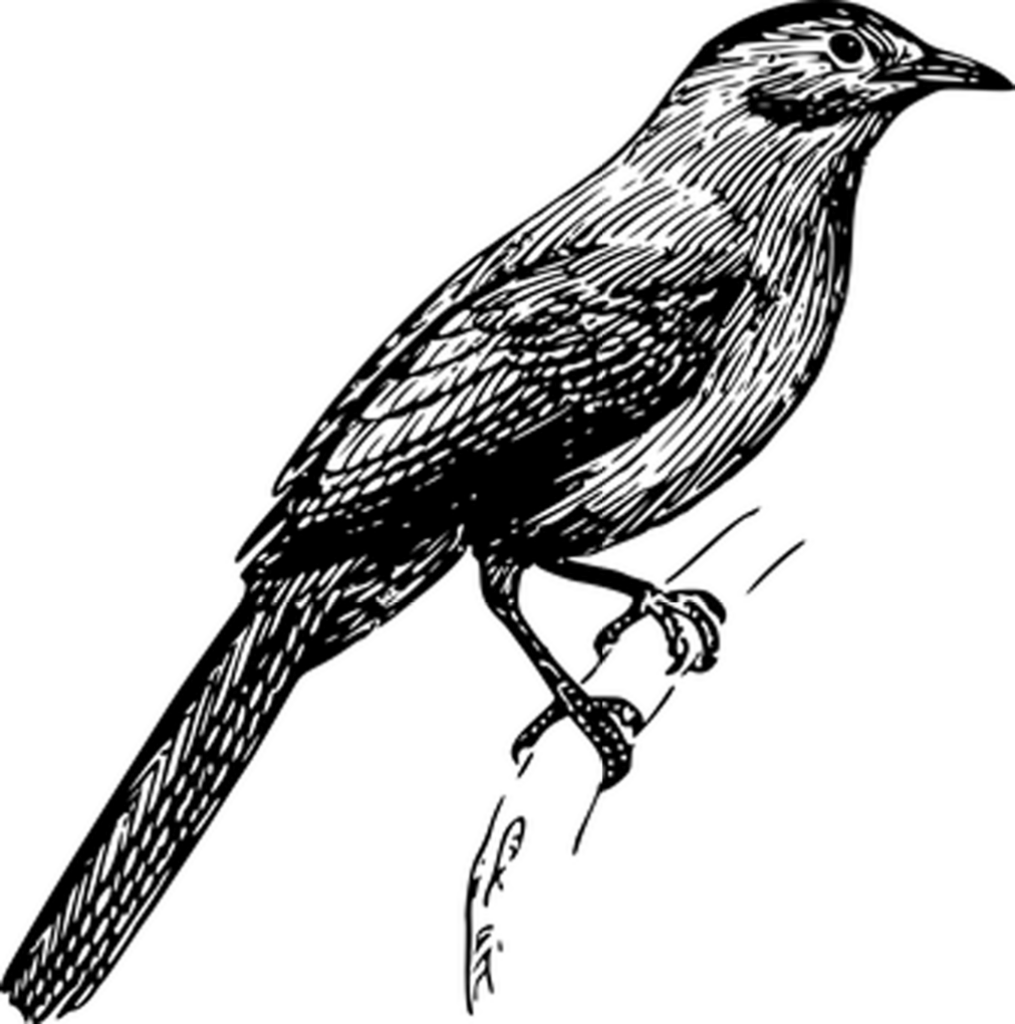 Versatile Plain Black Screen Placeholder for Backgrounds & Designs Wallpaper