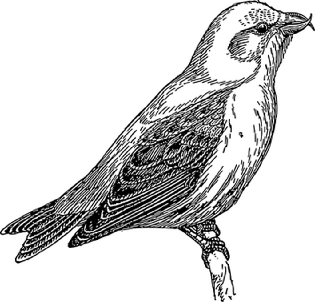 Plain Black Screen Background for Design Projects & Presentations Wallpaper