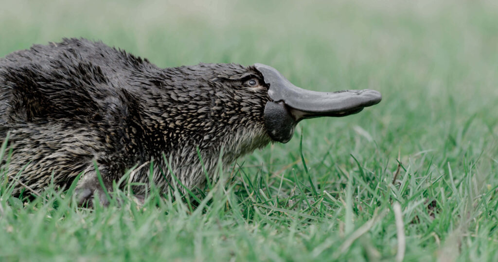 Platypus in Lush Grass - Unique Bill & Textured Fur Wallpaper