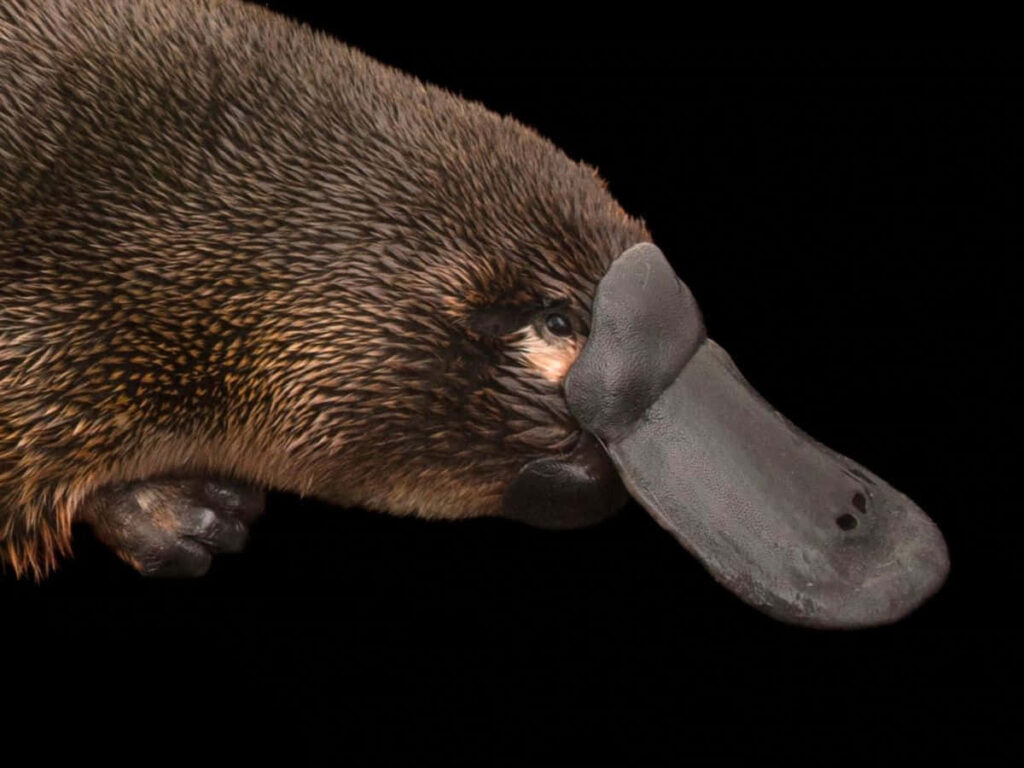 Stunning Platypus Wallpaper on Dark Background - Unique Features Highlighted