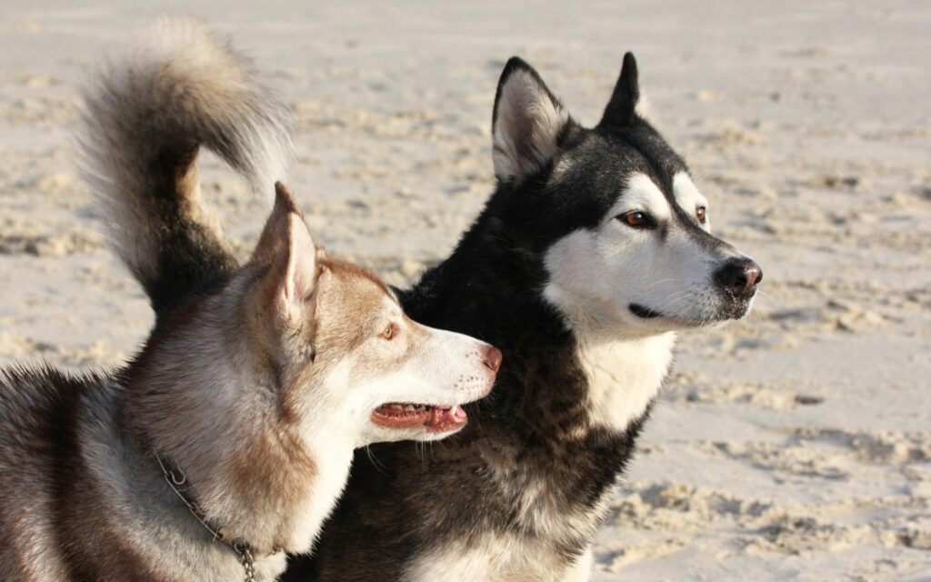 Alaskan Malamutes Playful at the Beach - Scenic Dog Wallpaper