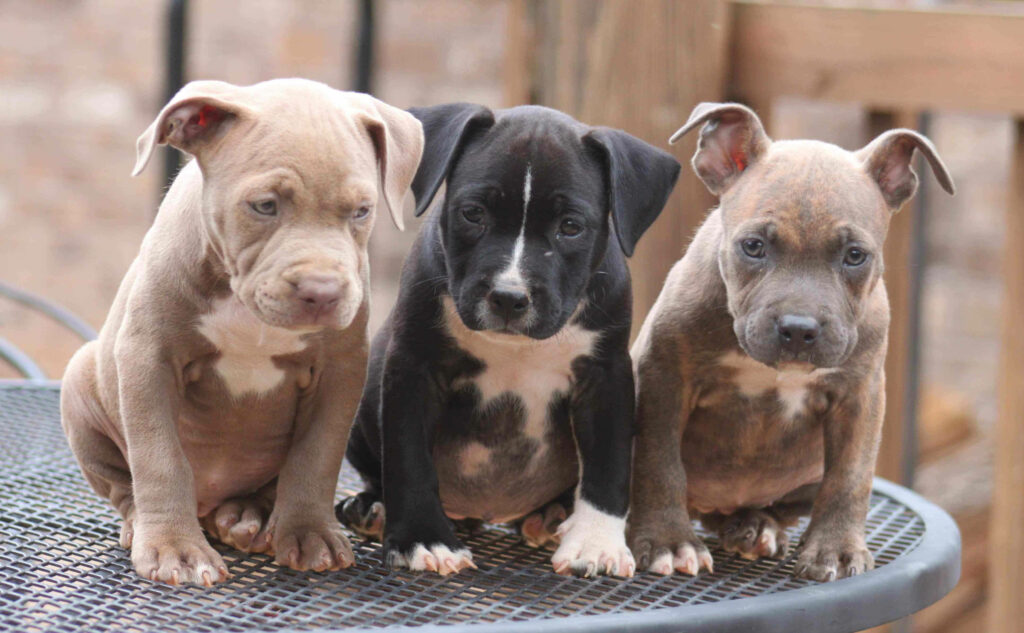 Playful American Bully Puppies on a Steel Table: Adorable Charm Wallpaper