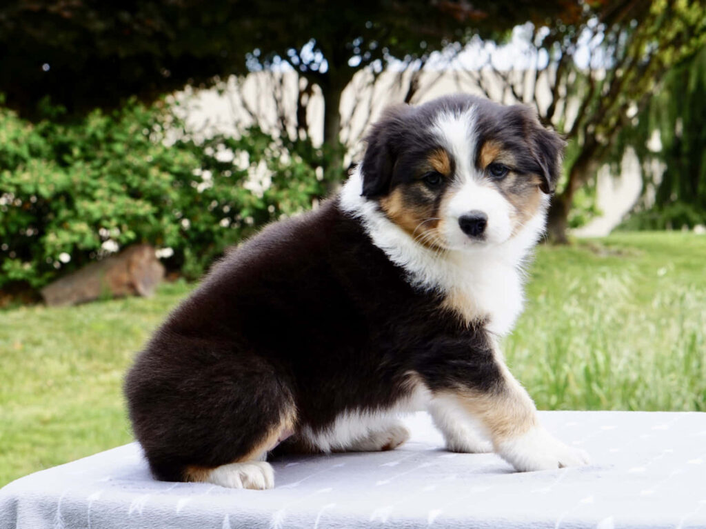 Fluffy Australian Shepherd puppy sitting alert on table outdoors with lush green background Wallpaper
