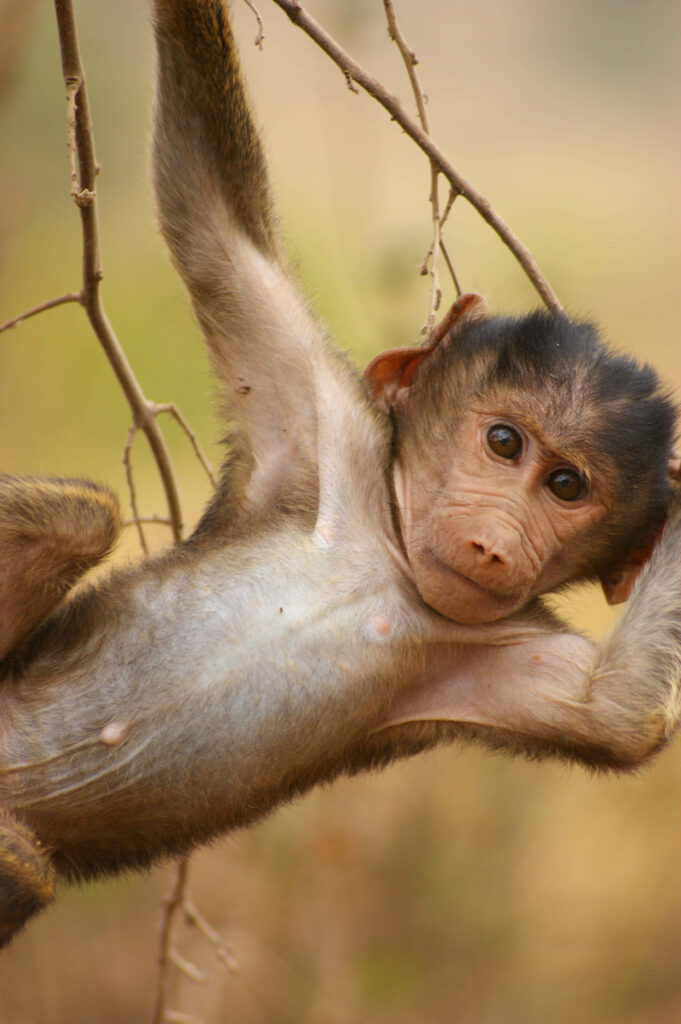 Playful baboon infant hanging from tree branch with curious eyes in natural wildlife setting wallpaper