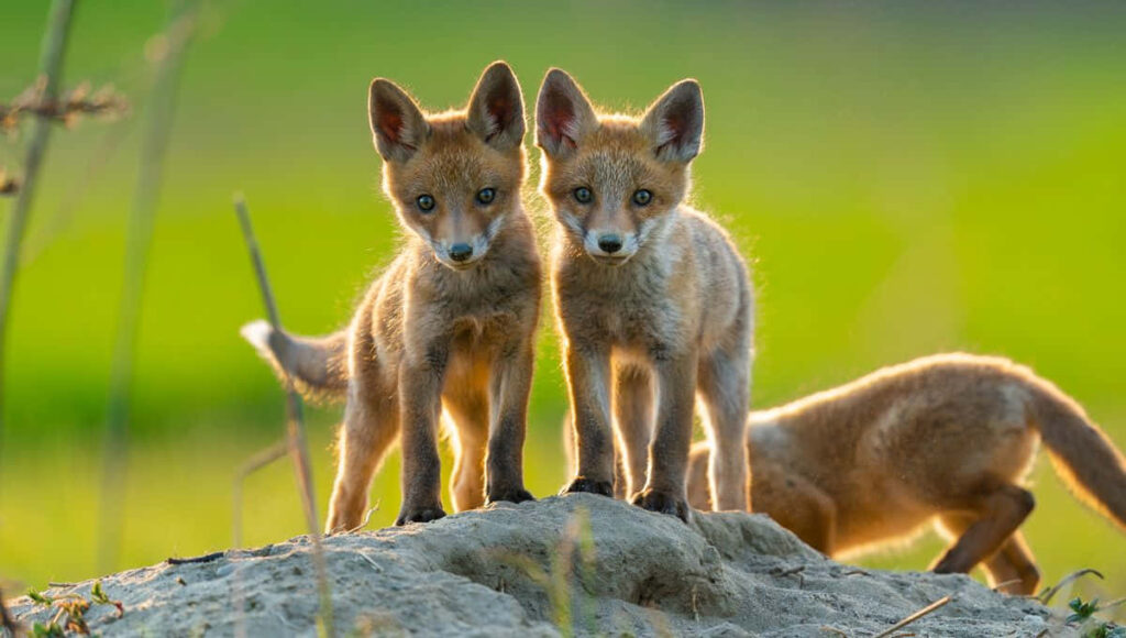 Charming Baby Foxes on a Mound - Lush Green Wallpaper
