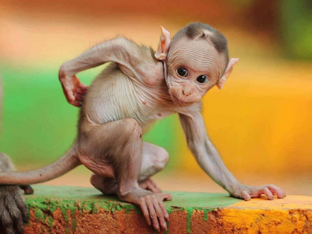 Playful Baby Monkey Adorably Sits on Colorful Surface Wallpaper