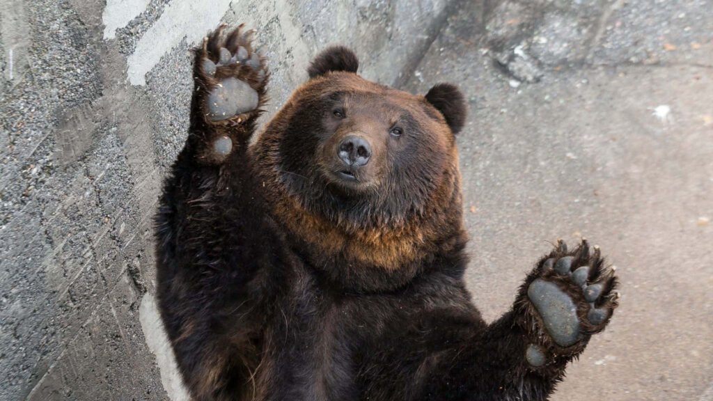 Playful Bear Close-Up Wallpaper on Textured Stone Background