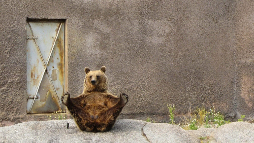Whimsical Bear Wallpaper: Playful Stretching Pose on Rock