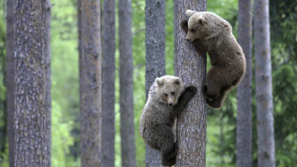 Playful Bears Climbing Tree in Serene Forest Wallpaper