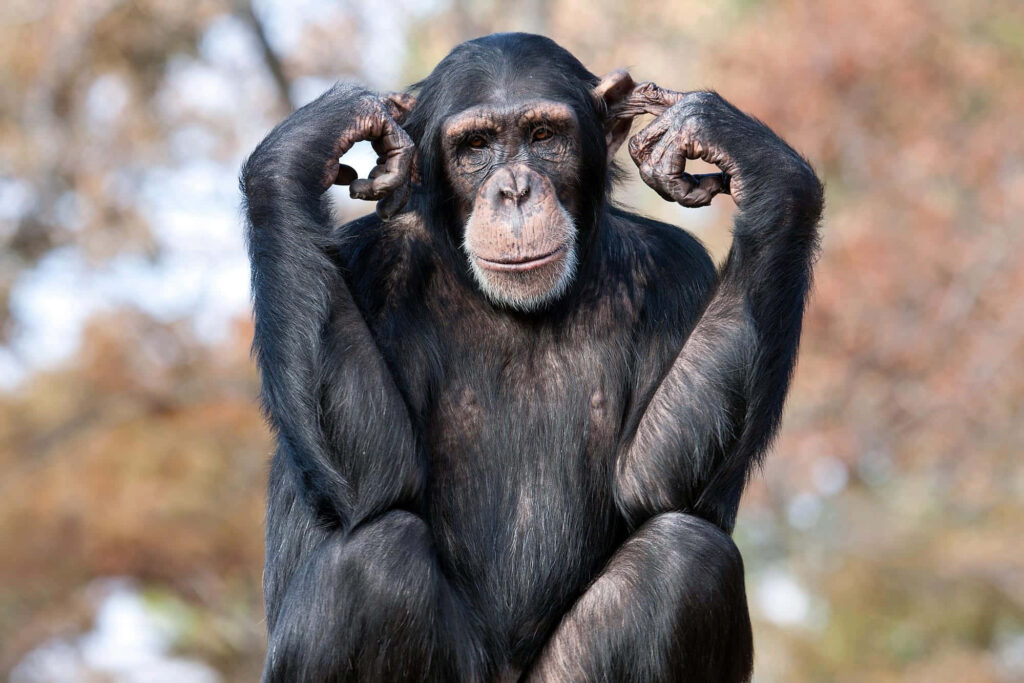 Playful Black Ape Wallpaper: Expressive Pose on Softly Blurred Background