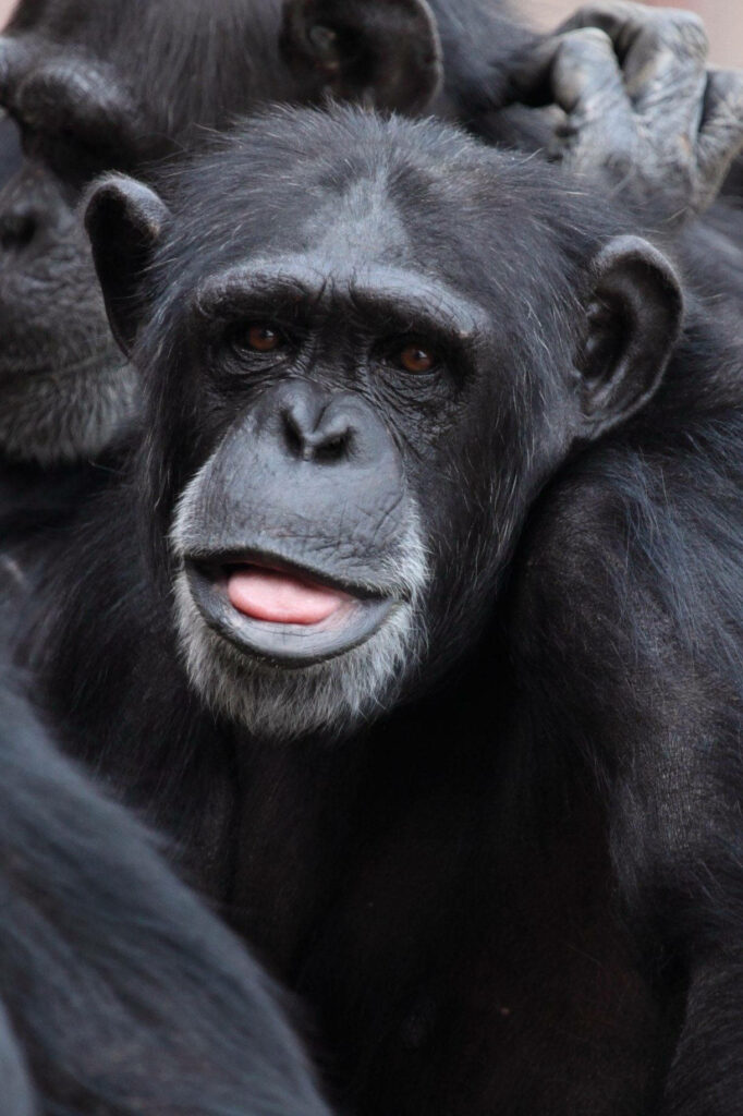 Playful Black Chimpanzee Close-Up Wallpaper in Natural Setting