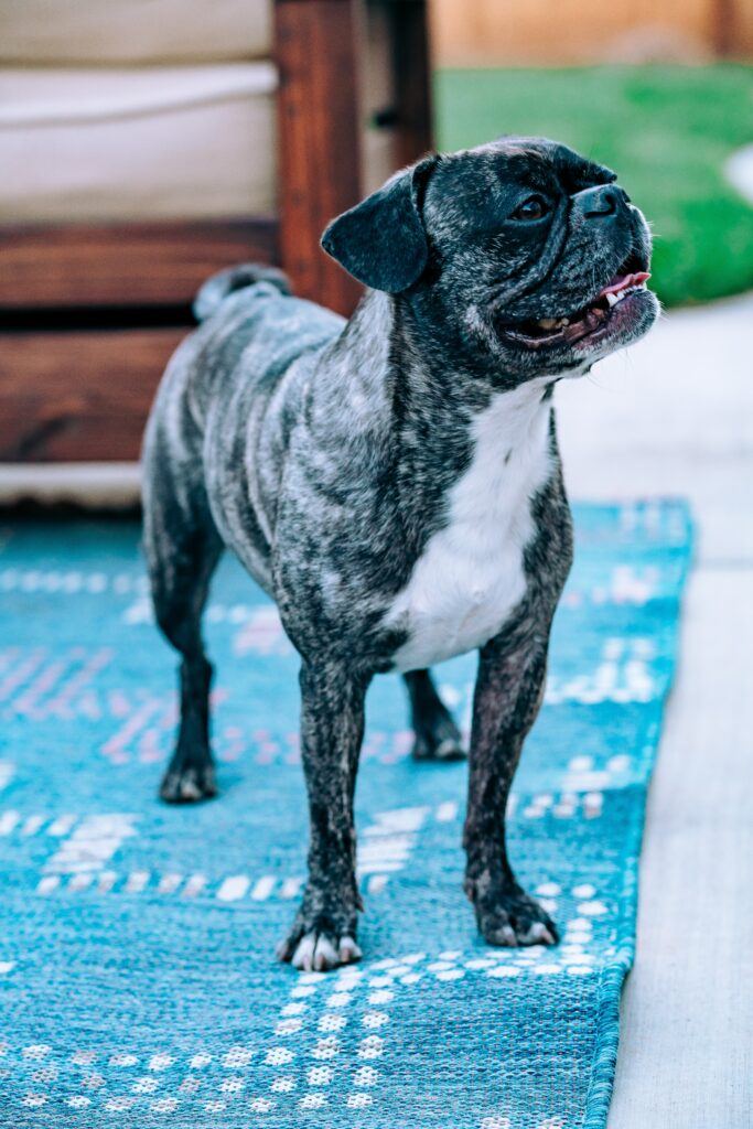 Playful Black Pug on Blue Rug - Adorable Pet Wallpaper