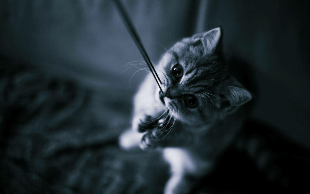 Playful Black and White Cat Tugging String - Charming Pet Wallpaper