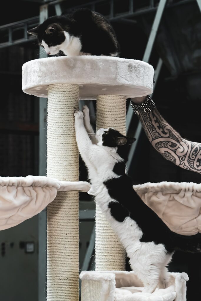 Playful Black and White Cats on Multi-Level Cat Tree Wallpaper