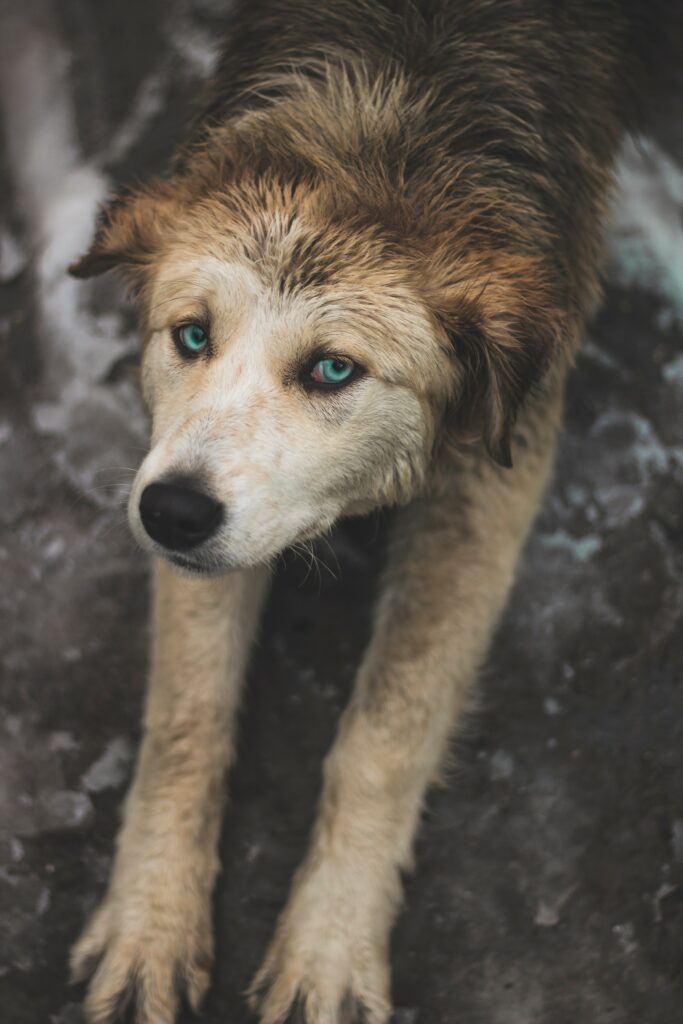 Playful Blue-Eyed Dog Wallpaper: Wet, Fluffy Coat & Captivating Gaze