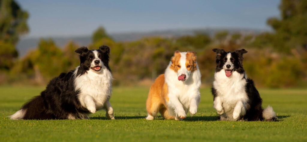 Playful Border Collies on Green Field: Blue Merle Fun Under Clear Sky Wallpaper