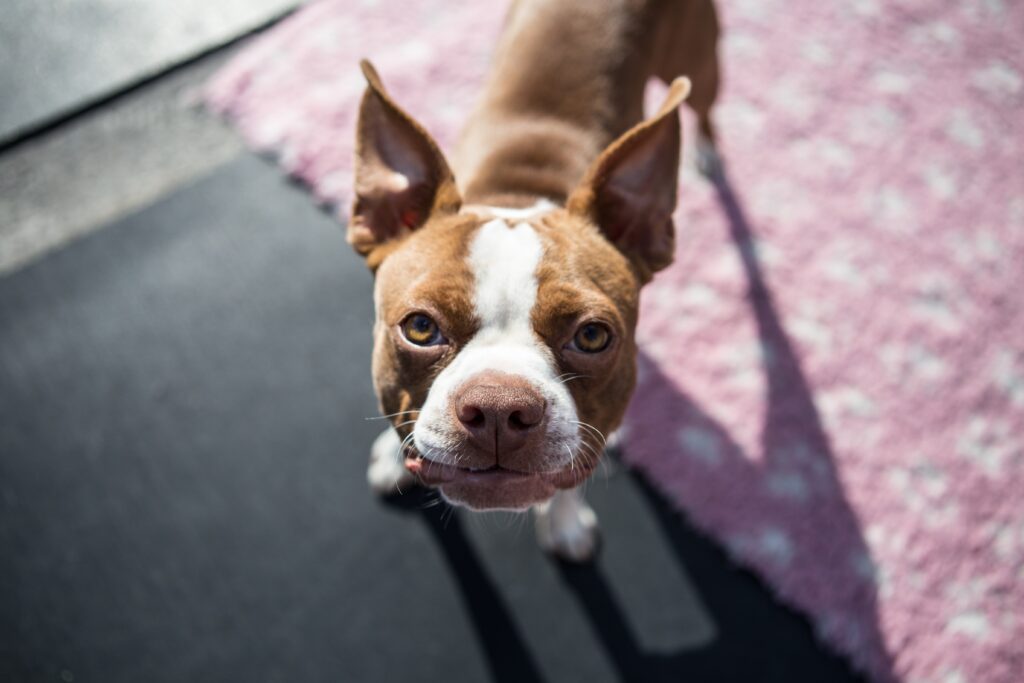 Charming Boston Terrier Puppy Wallpaper on Colorful Textured Background