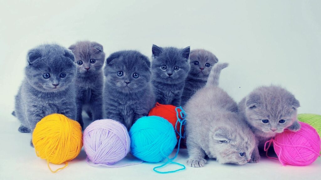 Playful British Kittens with Colorful Yarn - Adorable Wallpaper