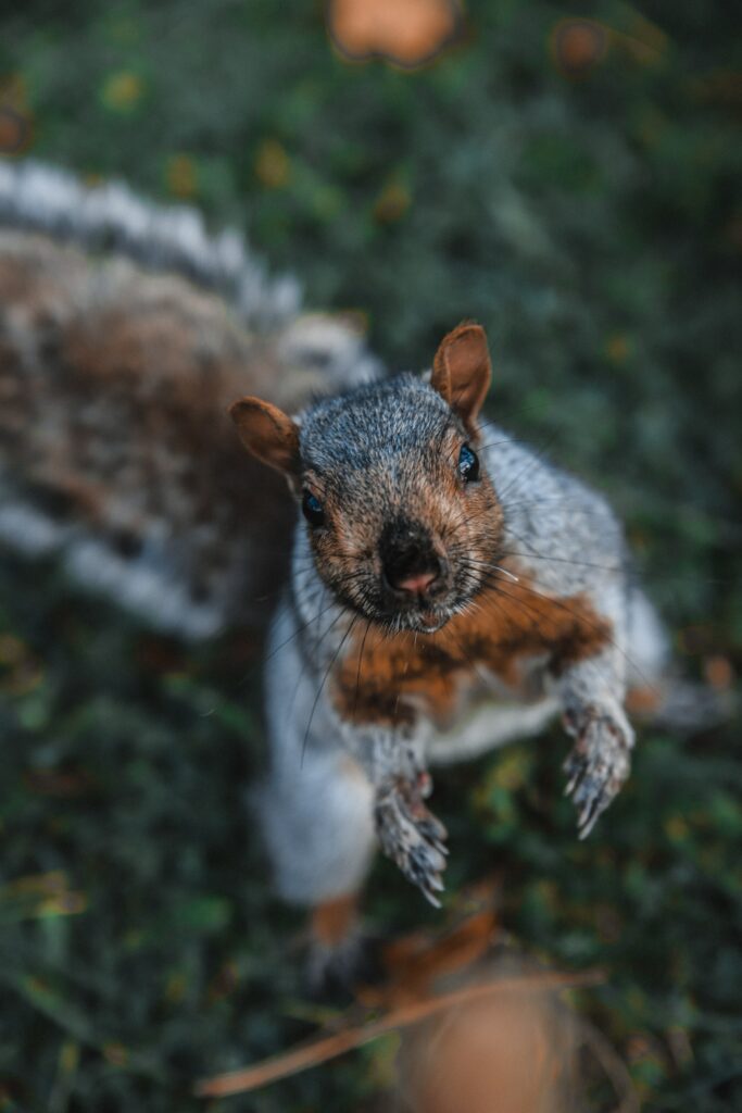 Playful Brown Squirrel Wallpaper - High-Res Nature Background