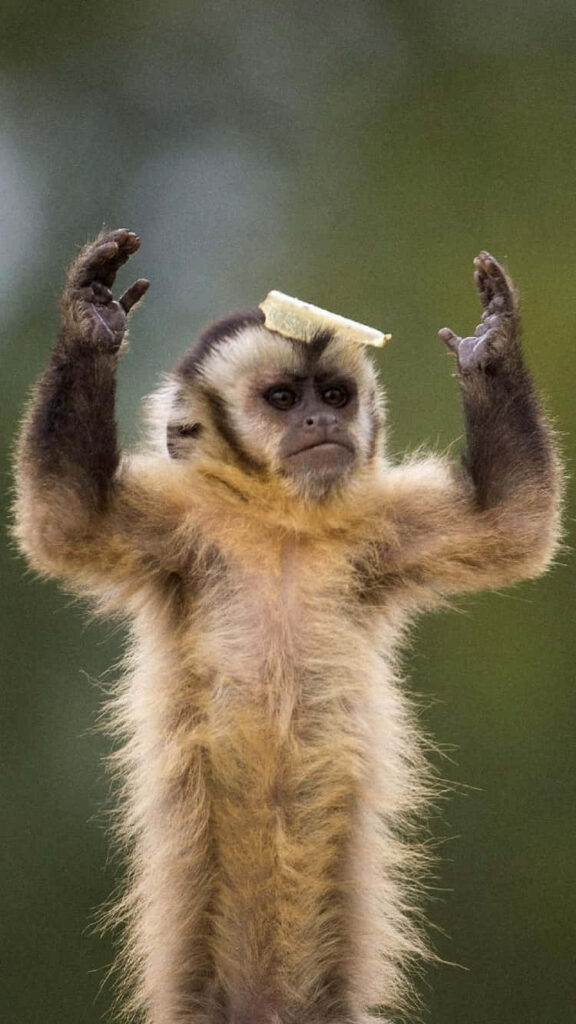 Playful Capuchin Monkey with Chip Balanced on Head - Cute Wallpaper