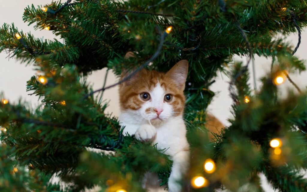 Playful Cat Among Decorated Spruce - Festive 1920x1200 Wallpaper