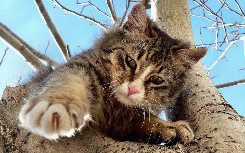 Playful Cat Climbing Tree Wallpaper - Curious Feline Adventure