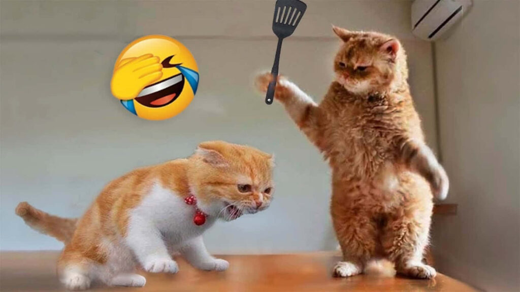 Playful Cats Wallpaper: Humorous Showdown with Spatula & Laughing Emoji