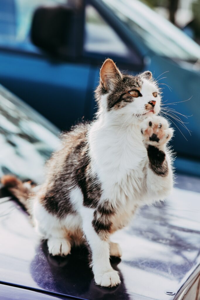 Playful Cat Wallpaper: Charming Furry Friend in Comical Pose