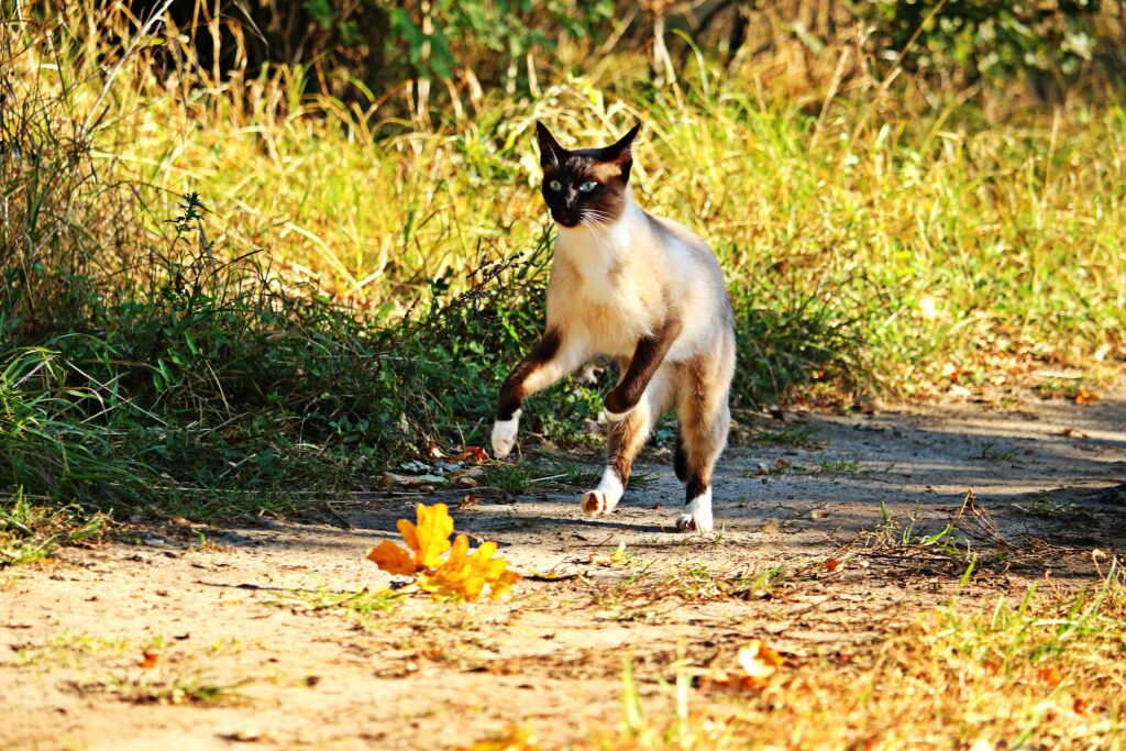 Vibrant Cat Wallpaper: Playful Feline Jumping in Sunlit Grass