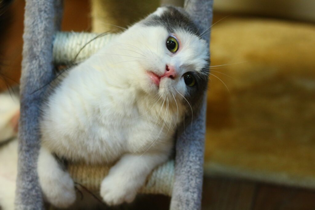 Charming Wallpaper of Playful Cat Gazing Curiously - High Resolution