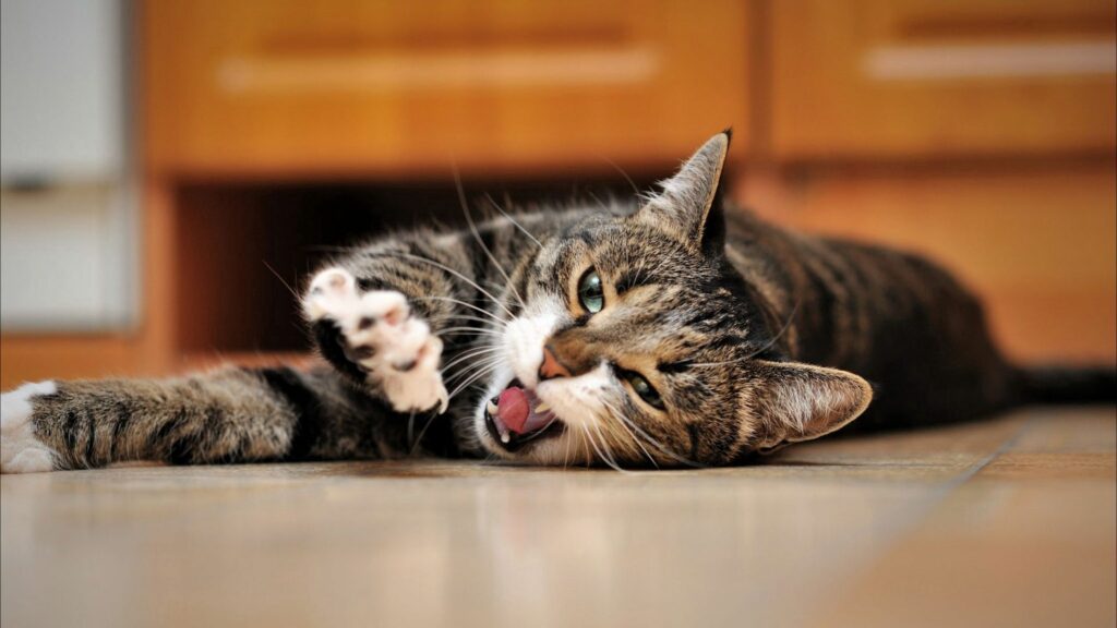 Playful Cat Wallpaper: Curious Kitten on Smooth Surface – 1920x1080