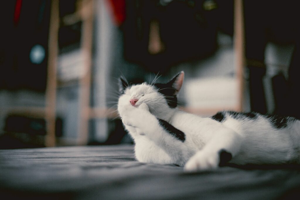 Playful Cat Wallpaper: Cute & Whimsical High-Res Background