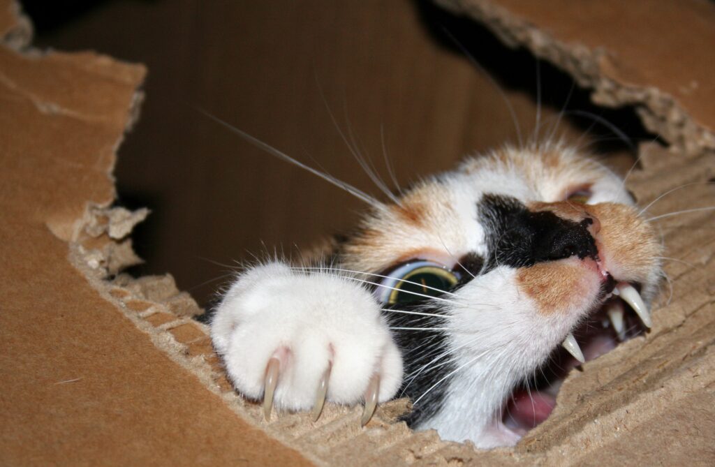Playful Cat Wallpaper: Energetic Mischief and Sharp Teeth Delight