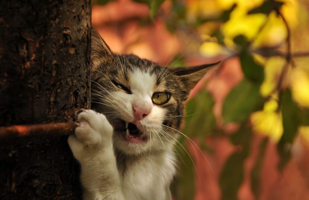 Playful Cat with Fangs Interaction with Tree Trunk - Lively Wallpaper