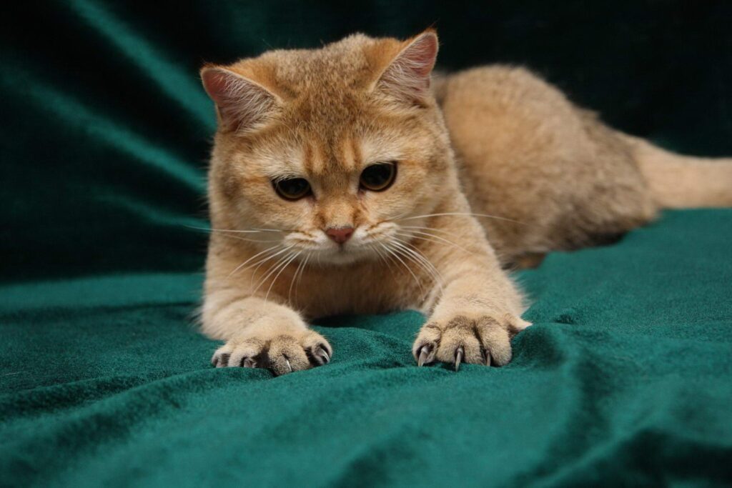Cute Cat with Red Fur Playfully Paws on Green Background Wallpaper