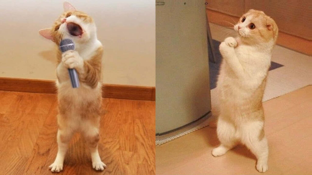 Adorable Cats Singing & Curiously Posing - Fun Wallpaper Background