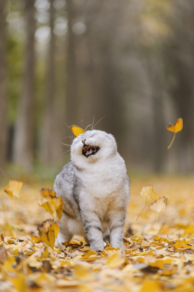 Playful Cat Among Autumn Leaves - Humorous Nature Wallpaper