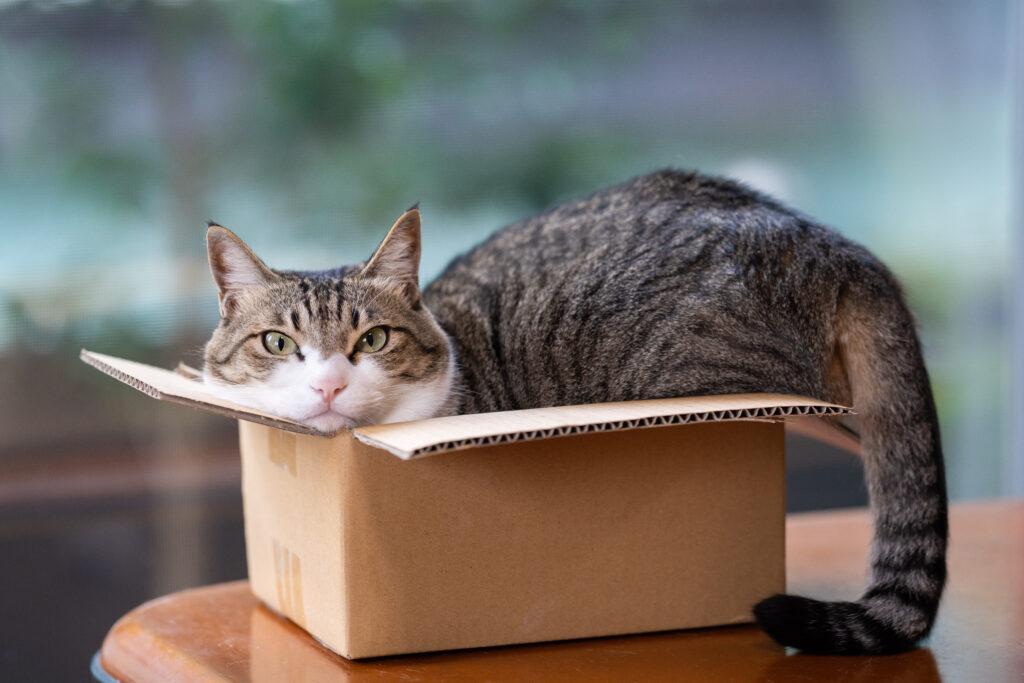 Playful Cat in Cardboard Box: Adorable Pet Wallpaper with Soft Blur
