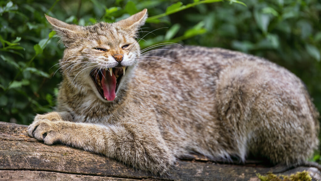 Playful Cat on Log: Mischievous Grin Amidst Vibrant Greenery Wallpaper