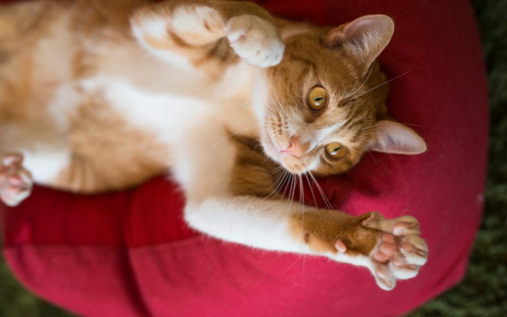 Cozy Cat Wallpaper: Playful Paws on a Red Cushion Background