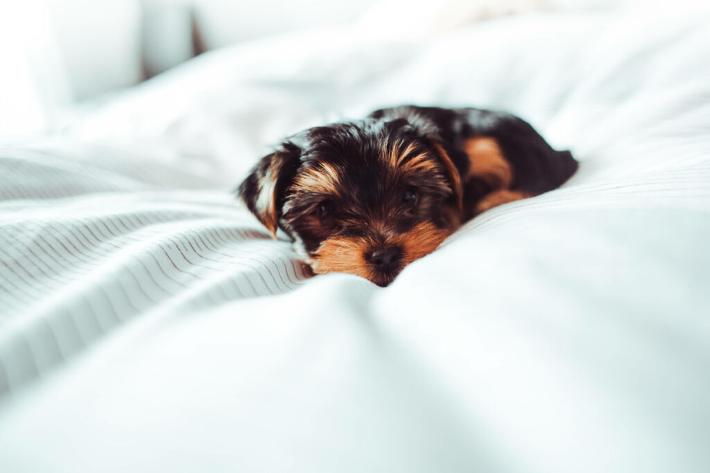 Adorable Black Yorkshire Terrier Puppy Relaxing on Crisp White Bed Sheets - Stunning HD Background Snapshot Wallpaper
