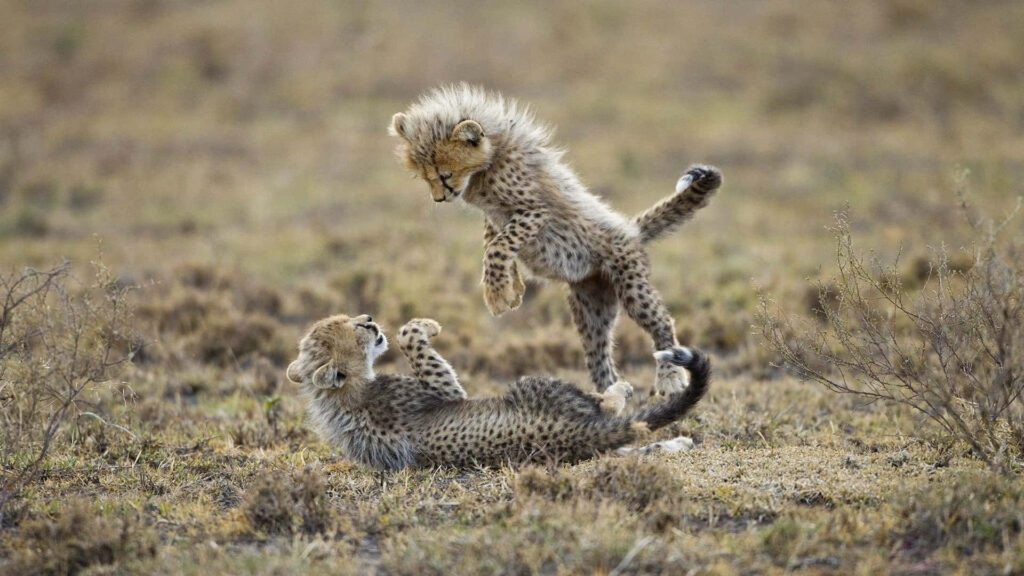 Adorable Cheetah Cubs Playing in Natural Setting - Cute Animal Wallpaper