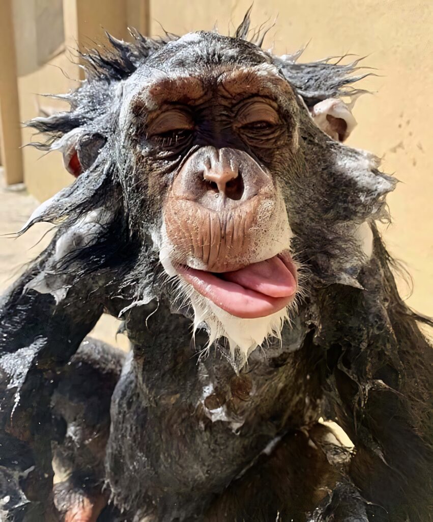 Playful Chimpanzee Wallpaper: Humorous Scene on Simple Background